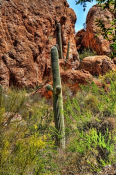 Cereus giganteus Saguaro cactus in the spring Arizona desert