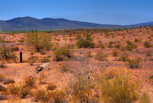 Arizona desert leading to a irrigated farm