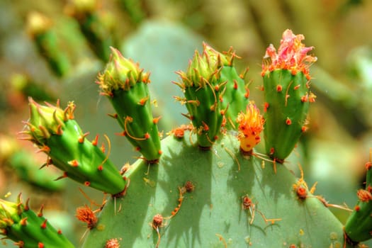 Prickly Pear Opuntieae Opuntia with cactus blossoms forming
