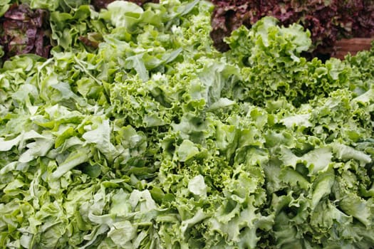 Green leaf lettuce display at outdoor market. Red leaf lettuce in back.