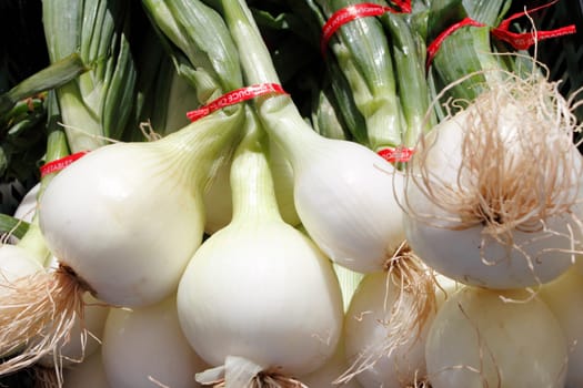 An outdoor display of many bulb white onions with green tops.