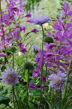 Wildflowers