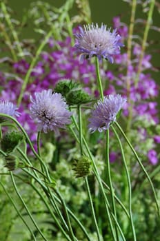 Wildflowers