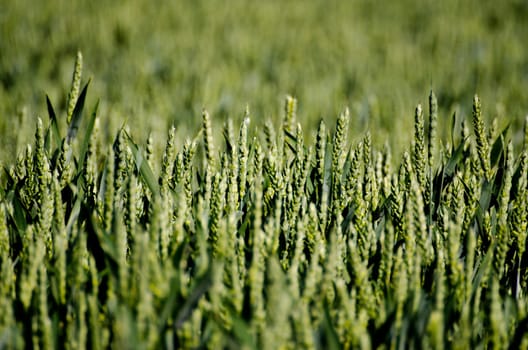 close up of green crop in the sunshine on a field