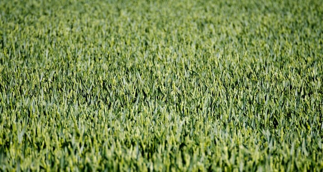 close up of green crop in the sunshine on a field