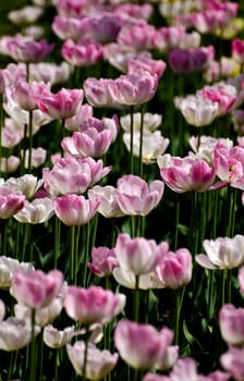 white and pink tulips in the spring sunlight