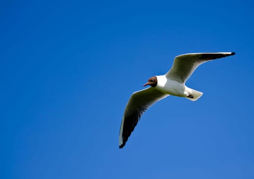 a mediterranean Gull flying with blue sky in the background