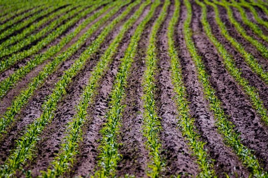rows of corn plants in the spring sun