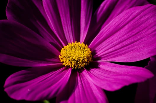 closeup of a yellow and purple flower