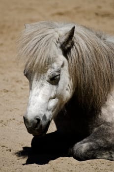 The head of a white horse resting in the sun