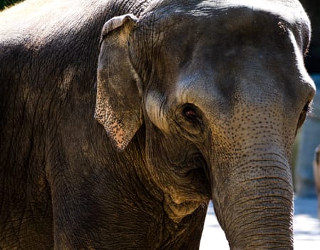 a close up of an asian elephant