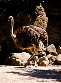 an ostrich walking in rocky treeain