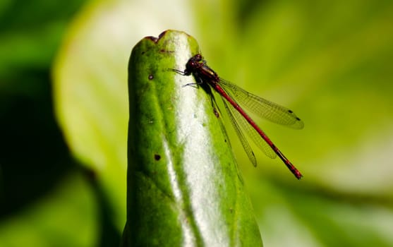 a beautiful red dragonfly resting on a green leaf