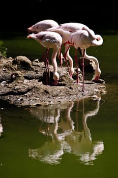 a  group of flamingos feeding besides a body of water