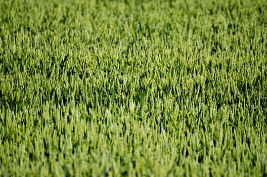 close up of green crop in the sunshine on a field