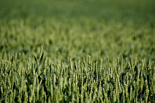 close up of green crop in the sunshine on a field