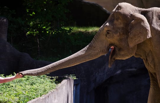 an elephant being feeded by a the hand of a person