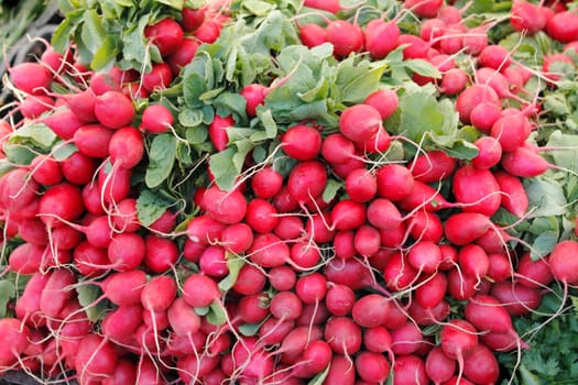 Many bunches of red radishes for sale are displayed outside at a Farmers Market.