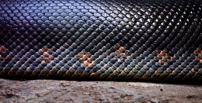 close up of the scales of a large snake on a rock