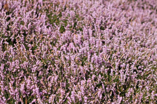 Large planting of delicate purple flowers with small green leaves on a spring day.