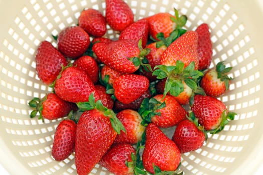 Fresh organic strawberries drain in a colander after being washed.