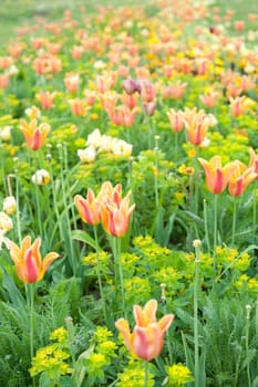 Flower meadow