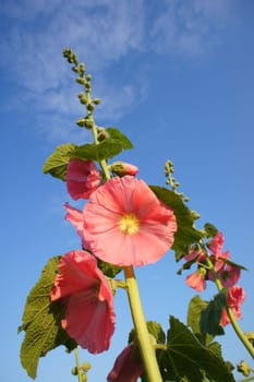 Hollyhock