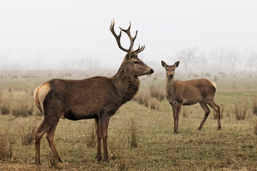 wild deers in a forest in autumn