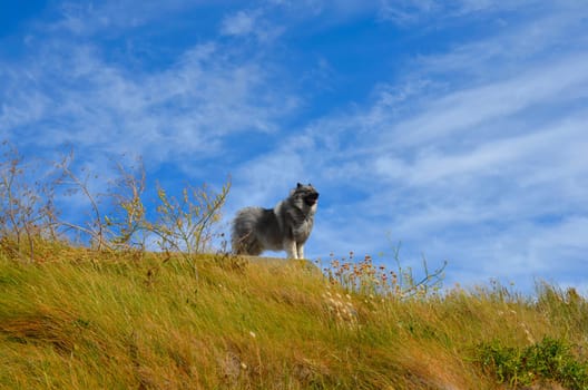 Dog in the grass
