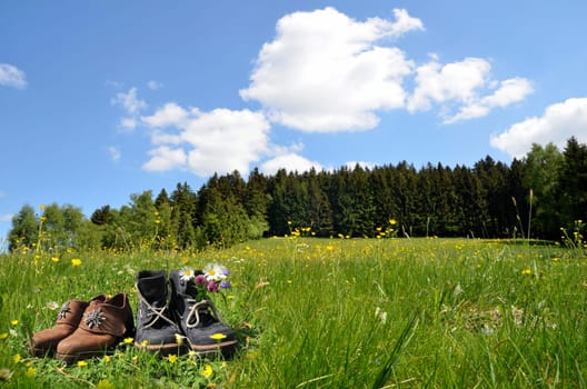 landscape meadow summer