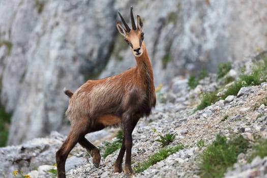 chamois (Rupicapra Carpatica) who goes on a mountain