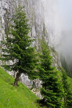 few green trees near a mountain slope, Piatra Craiului Mountains, Romania