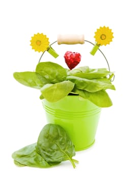Love healthy vegetables - fresh leaves of spinach in green garden bucket with red heart. Isolated on white background.