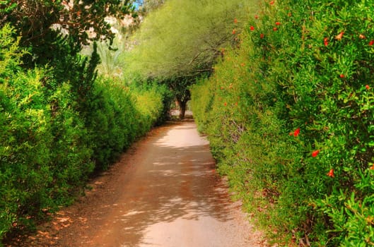 A walking path through a green garden