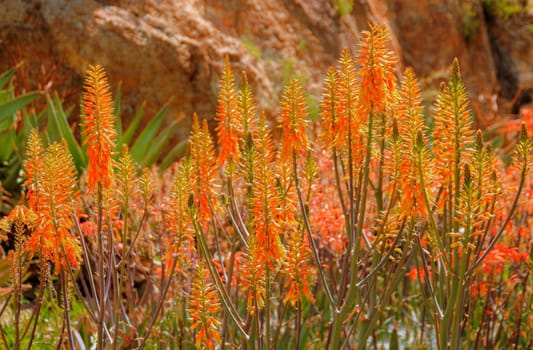 Desert wildflowers growing near a mountain cliff