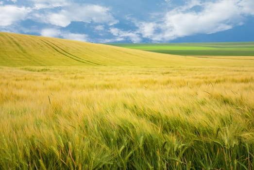Landscape of wheat field in France