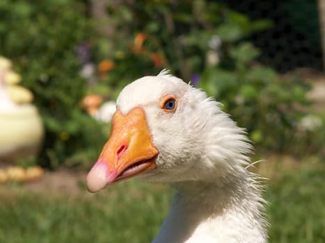 geflügel