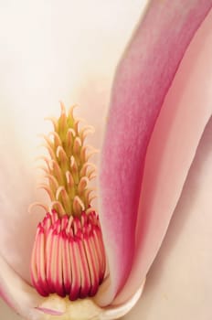 Magnolia