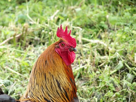 (chicken farm) or (chicken field)