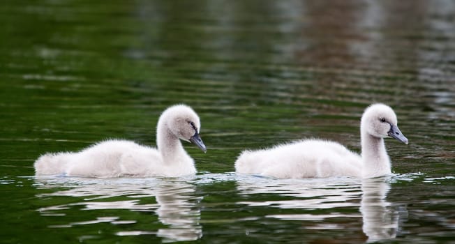 2 chicks