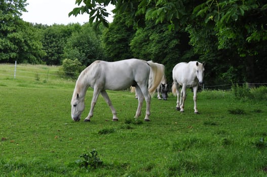Horses