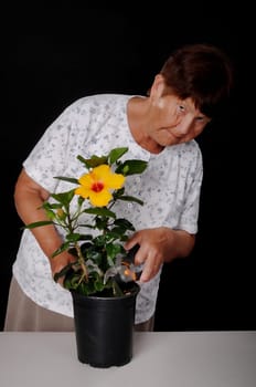 A Senior woman tending to a hibiscus