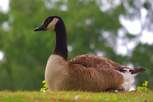 Canadian Wild Goose