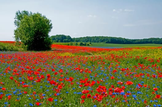 Flower meadow in Mecklenburg
