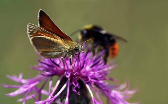 Thymelicus sylvestris (Braunkolbiger Braundickkopffalter)