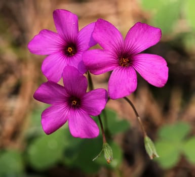Oxalis articulata