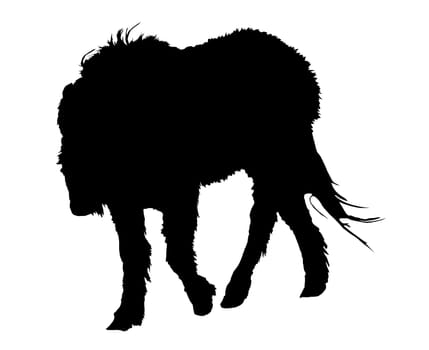 Pony