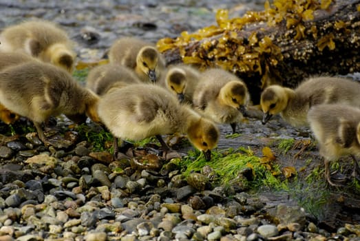Duck baby try to find food