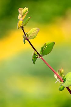 Nature Detail - The Green Branch in the Wind