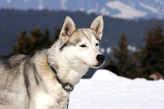 Portrait of adorable siberian husky at snowy winter outdoors